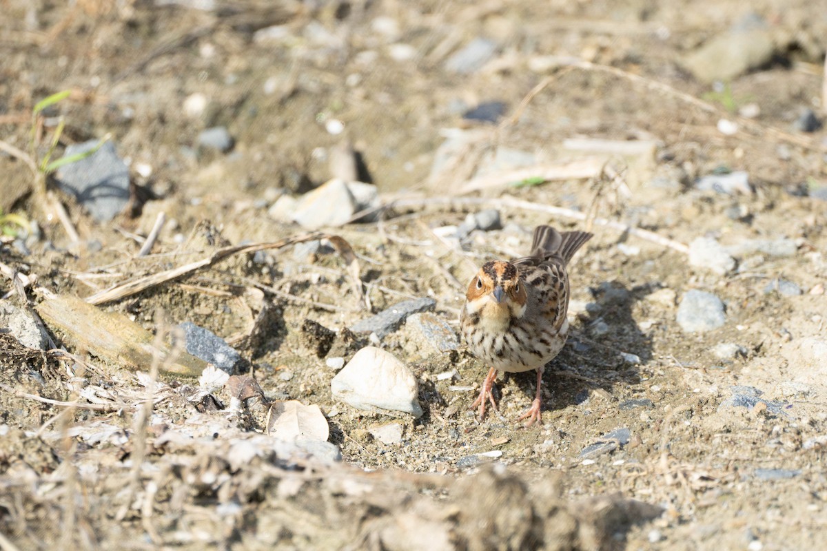 Little Bunting - Minjun Kim