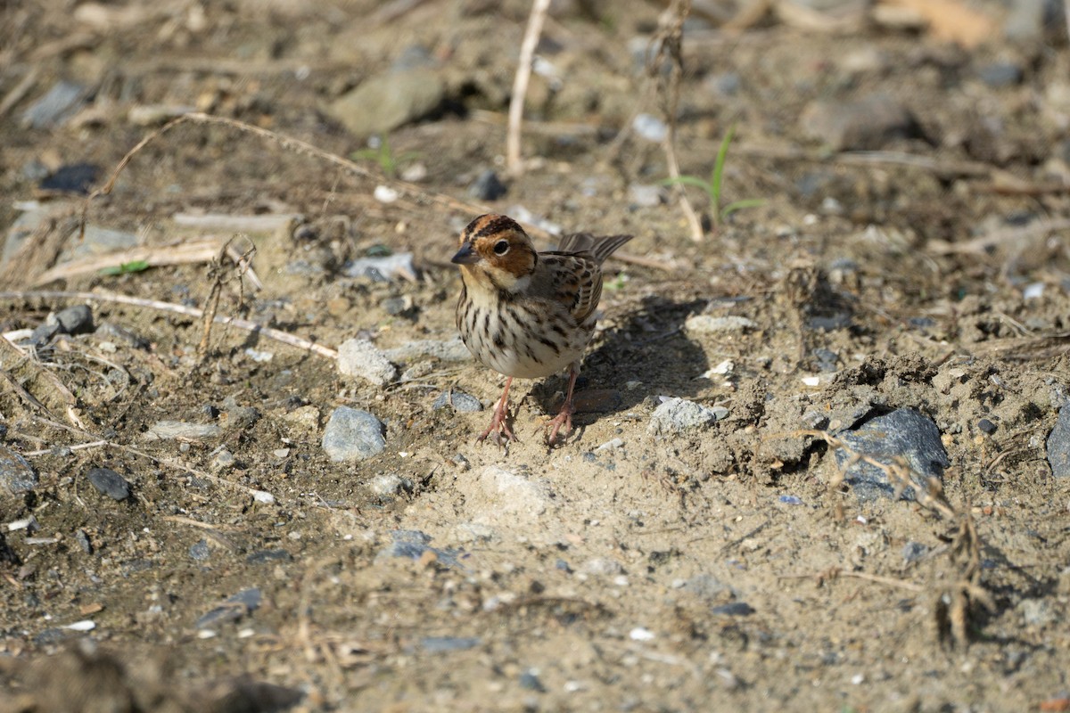 Little Bunting - Minjun Kim