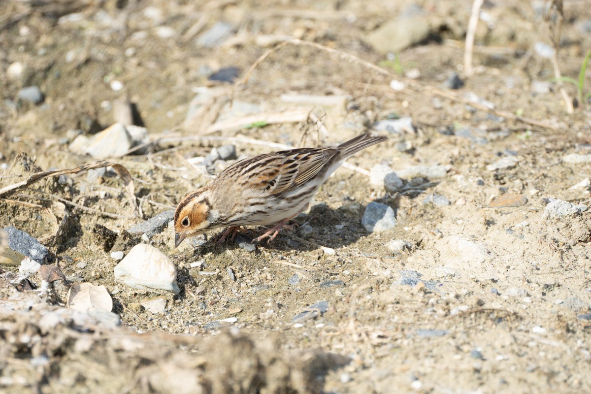 Little Bunting - Minjun Kim