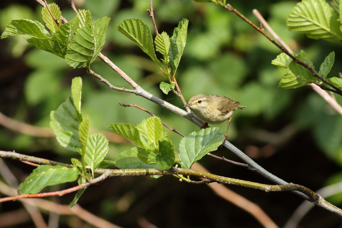 Willow Warbler - Grzegorz Burkowski