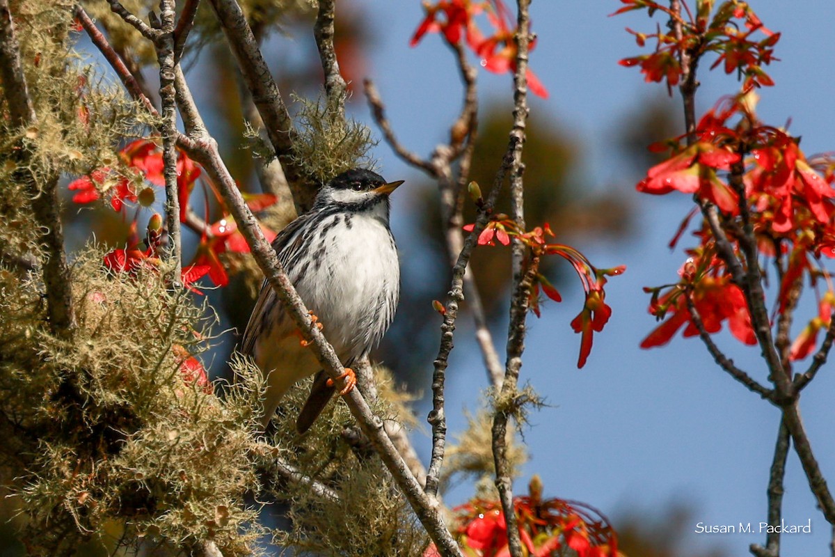 Blackpoll Warbler - Susan Packard