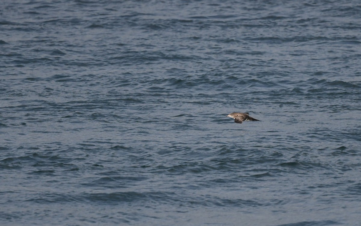 Pink-footed Shearwater - ML619394335