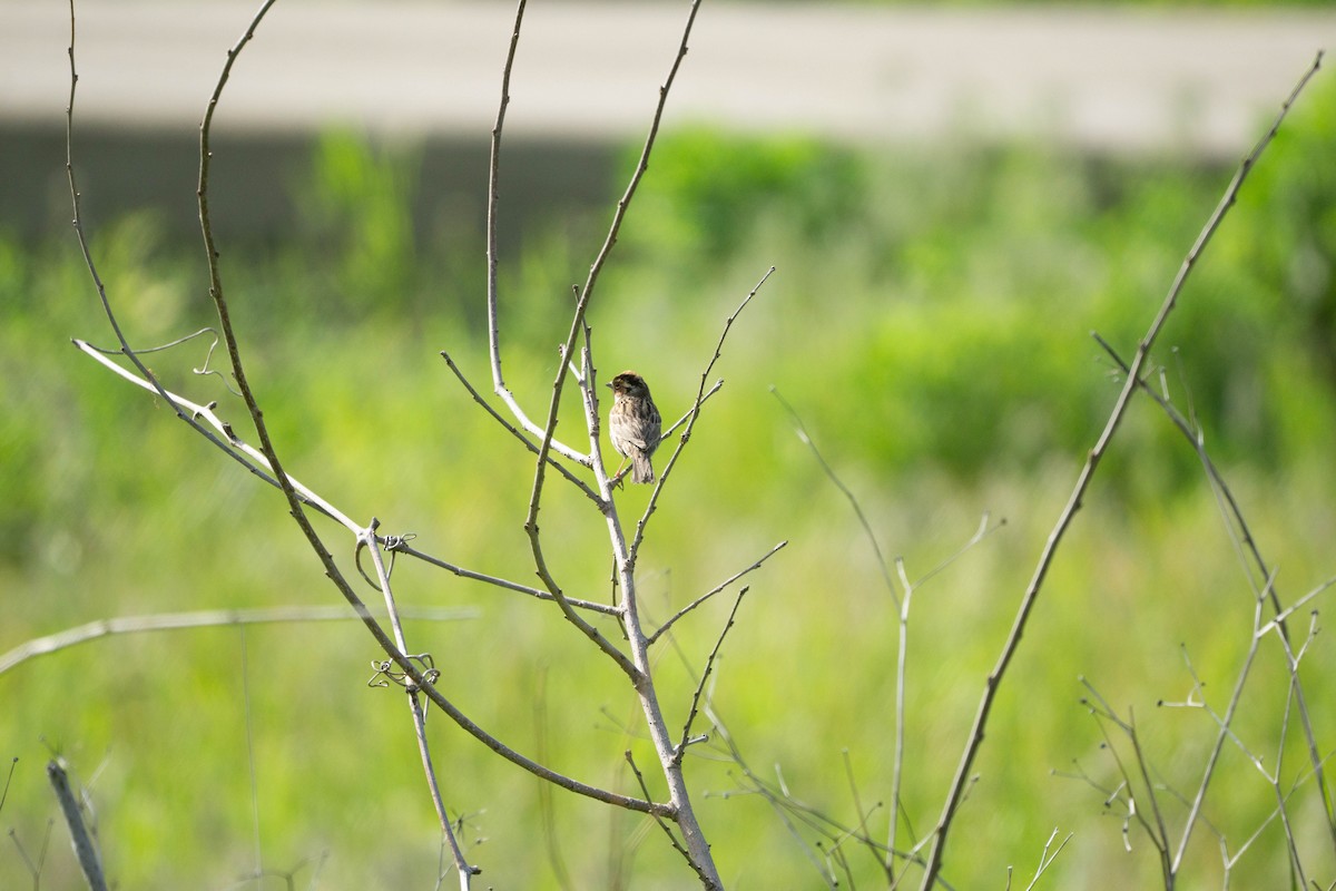 Little Bunting - Minjun Kim