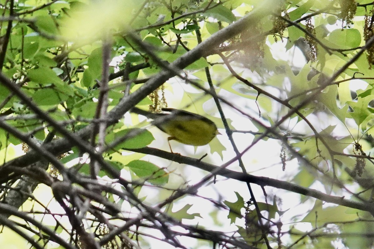 Canada Warbler - Kevin F Murphy