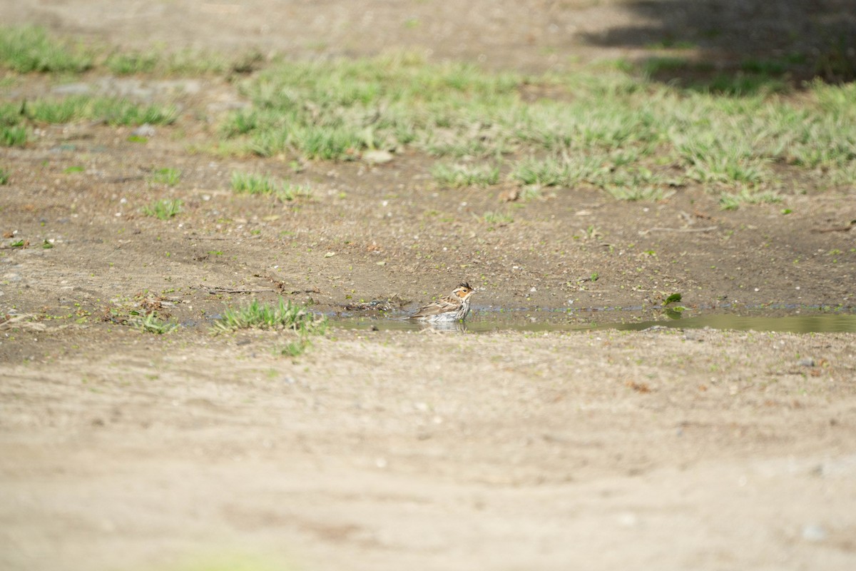 Little Bunting - Minjun Kim