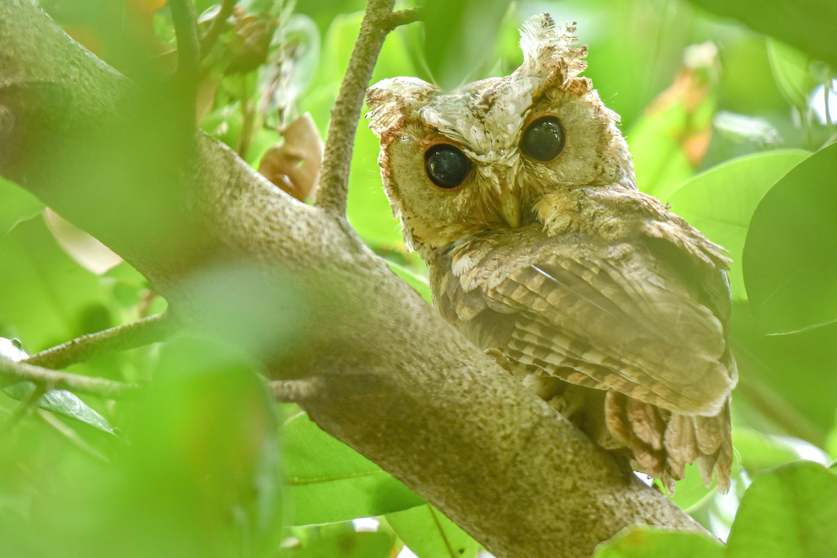 Collared Scops-Owl - ML619394367