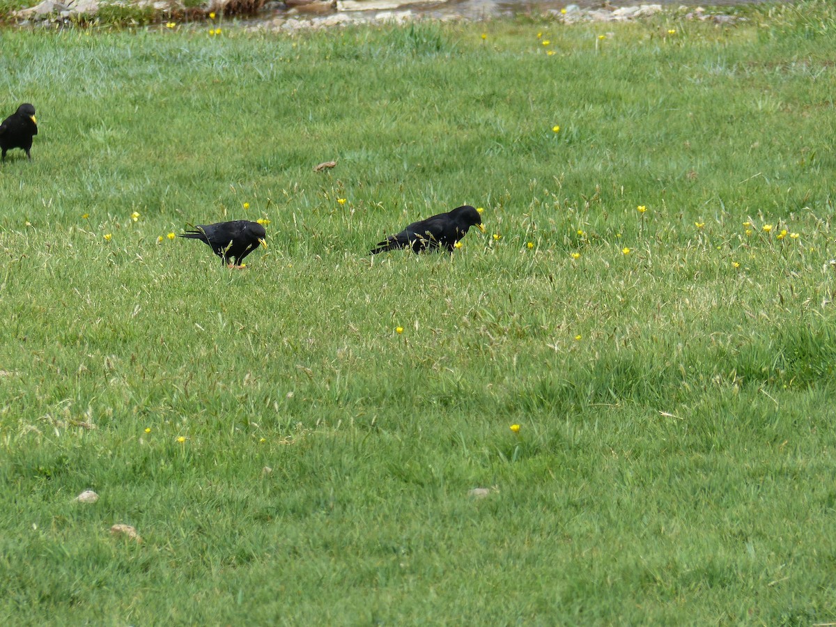 Yellow-billed Chough - Jorge López Álvarez