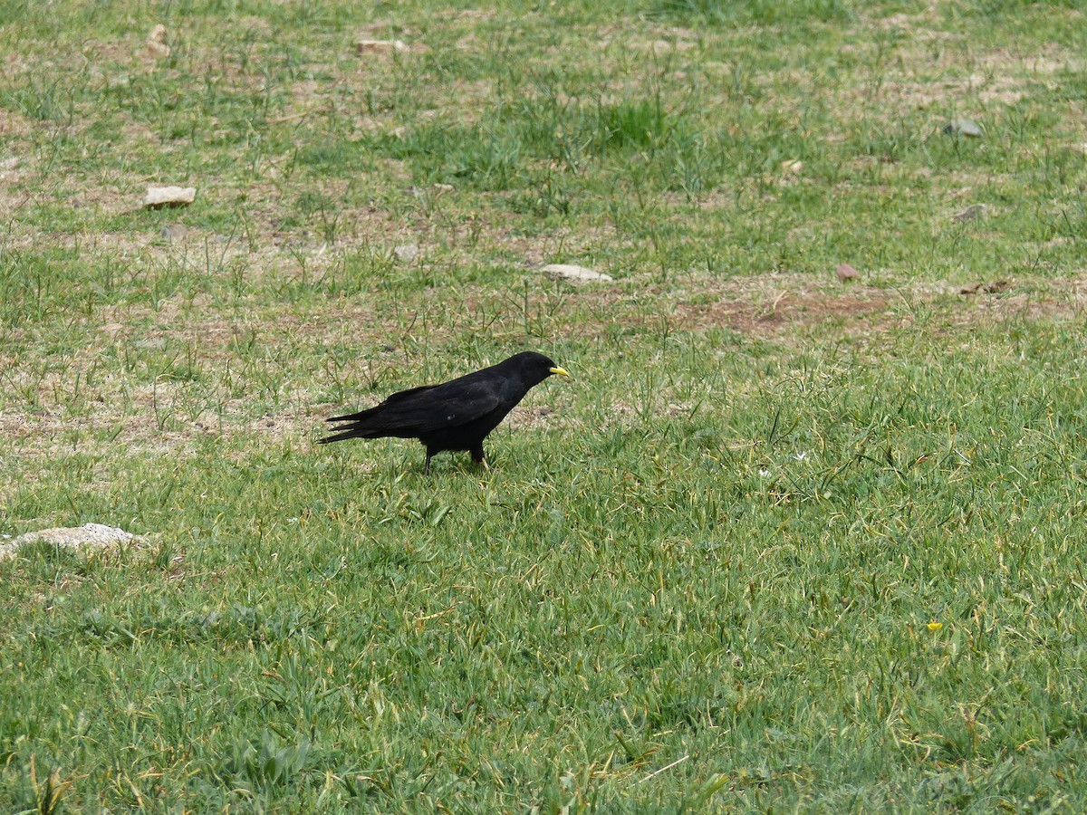 Yellow-billed Chough - Jorge López Álvarez