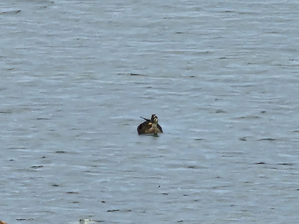 Eastern Spot-billed Duck - jason wu