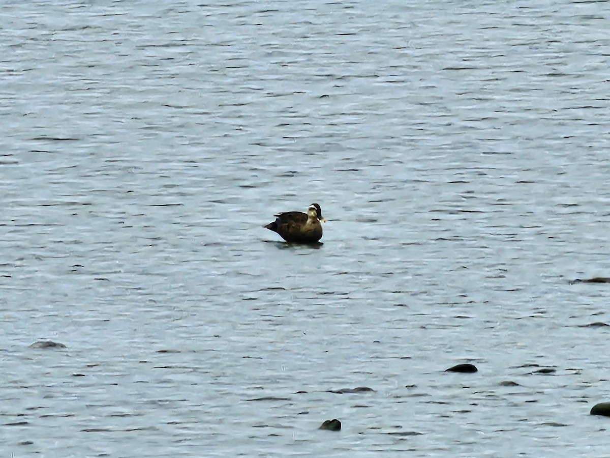 Eastern Spot-billed Duck - jason wu