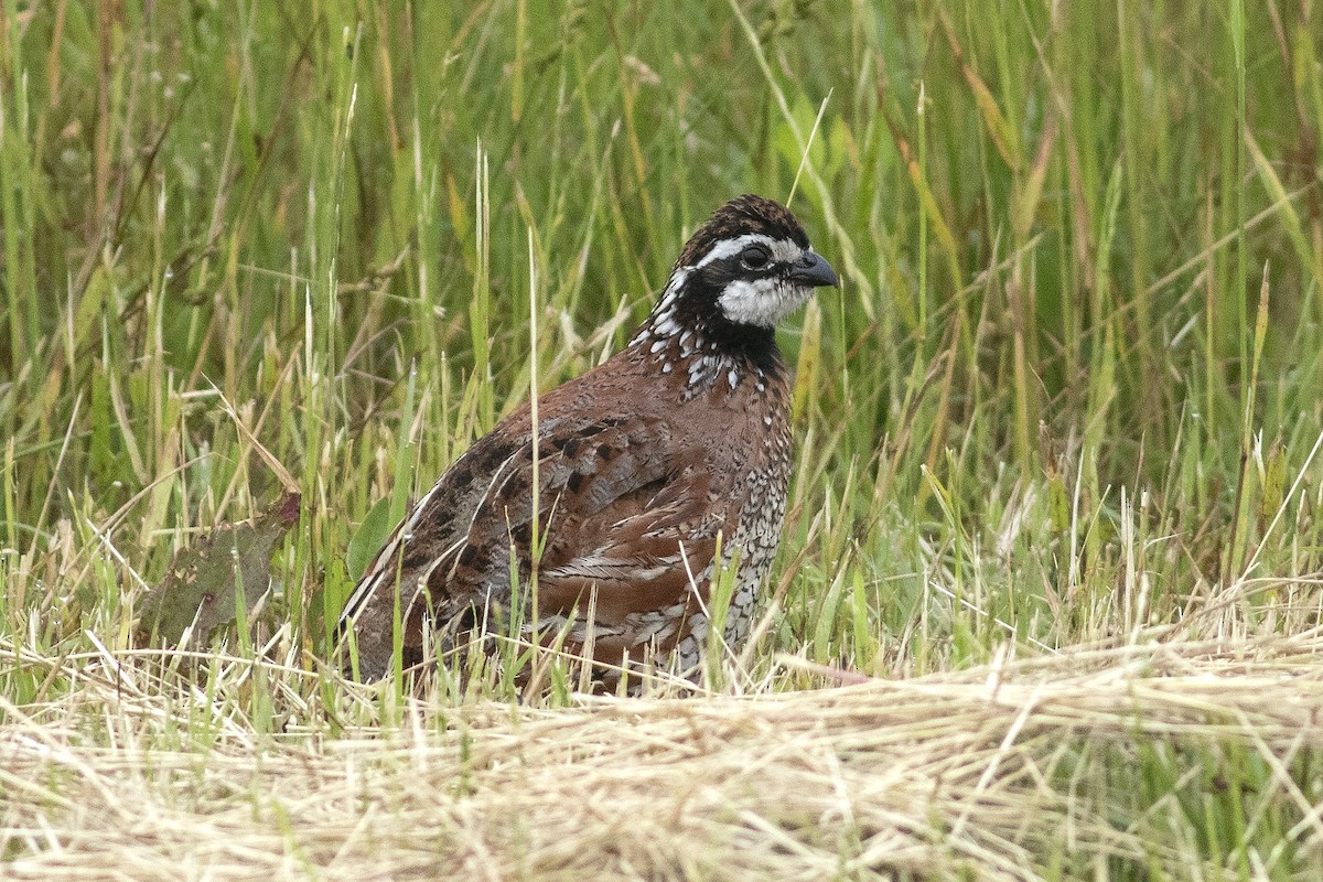 Northern Bobwhite - Martin Wall