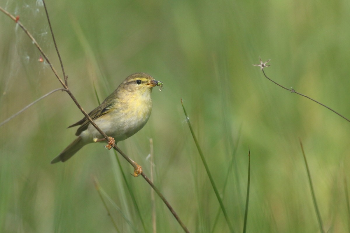 Willow Warbler - Grzegorz Burkowski