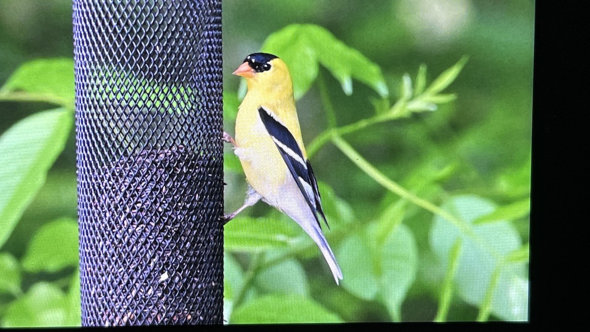 American Goldfinch - John Devroy