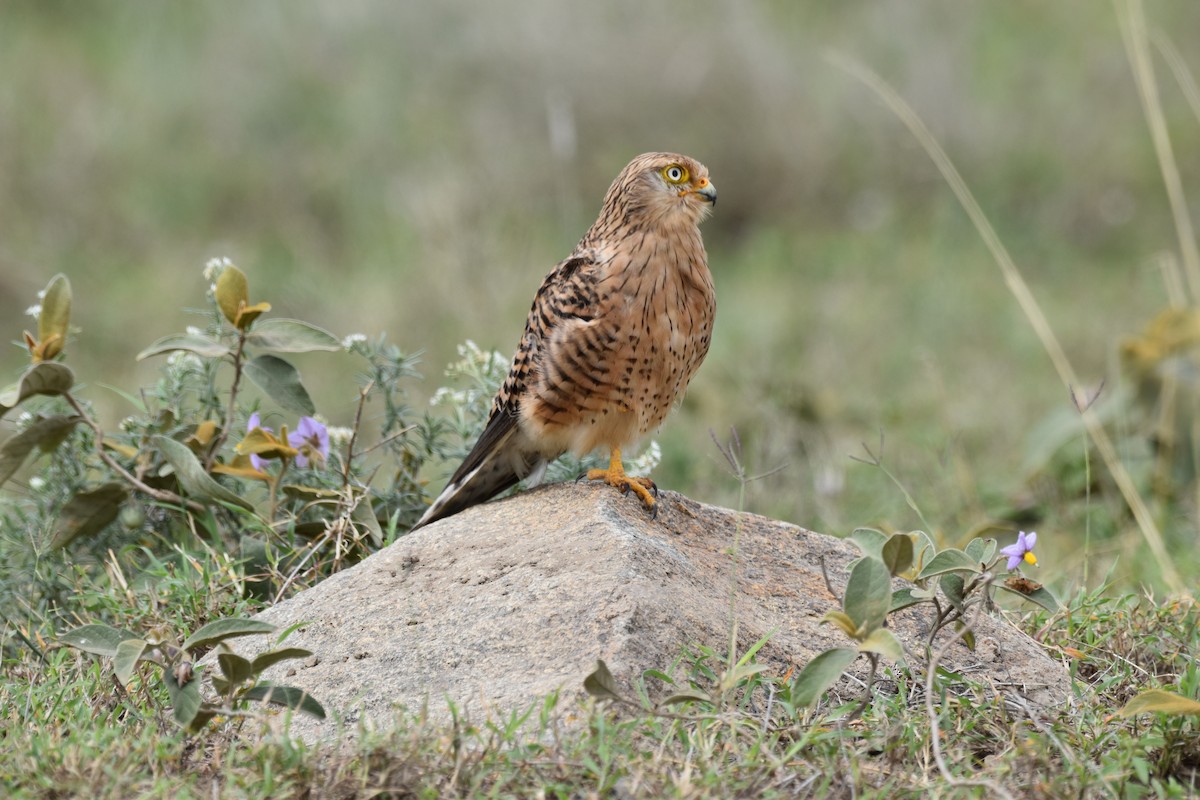 Greater Kestrel - ML619394397