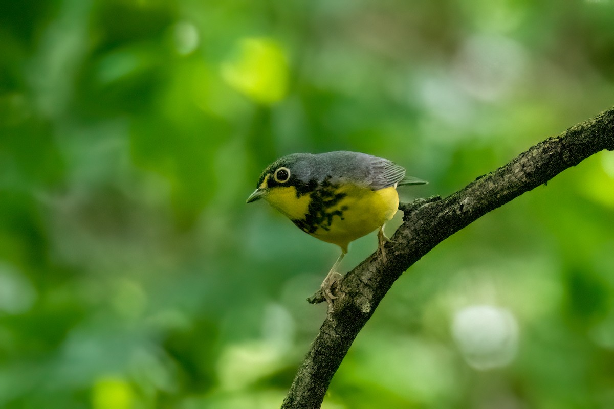 Canada Warbler - Joshua Kautz