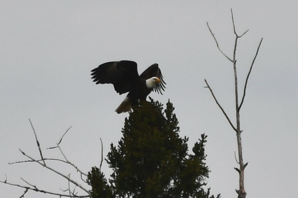 Bald Eagle - Jean Aubé