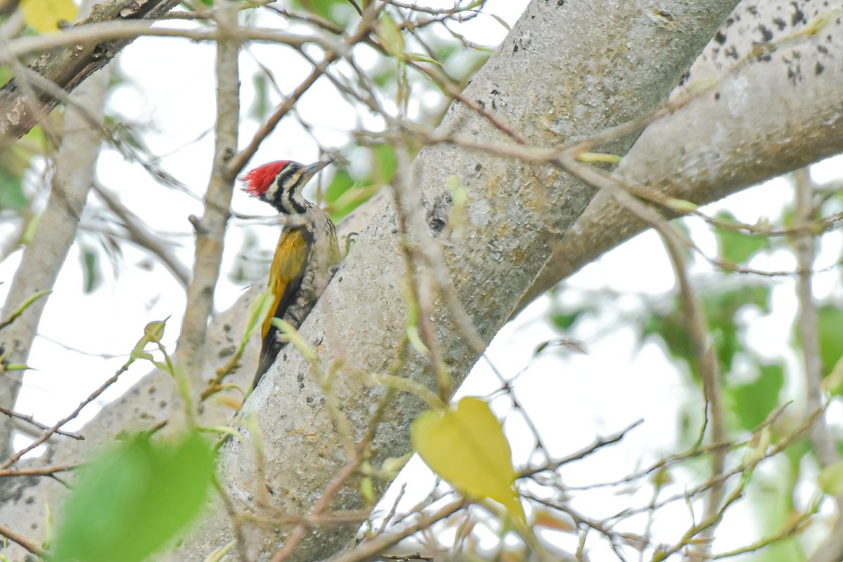 Common Flameback - Thitiphon Wongkalasin