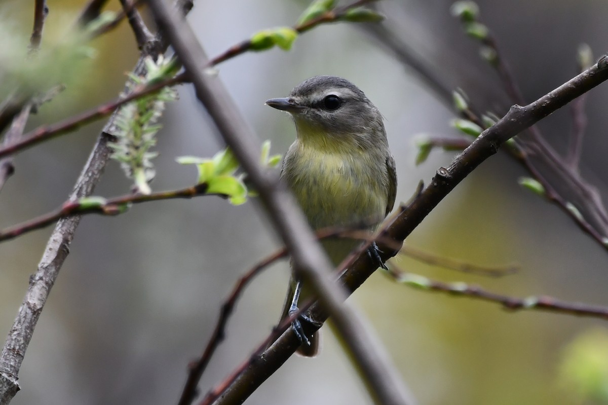 Philadelphia Vireo - Jean Aubé