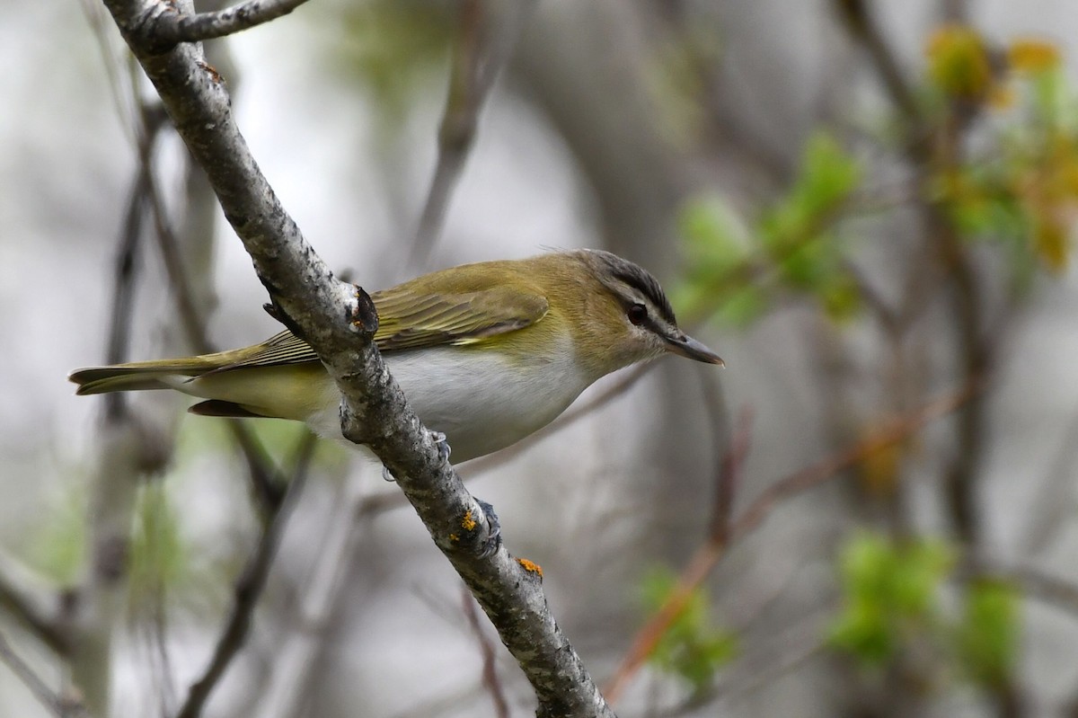 Red-eyed Vireo - Jean Aubé