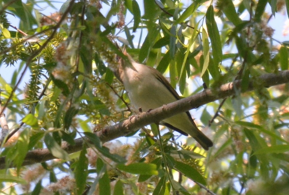 Warbling Vireo (Eastern) - Jay Wherley