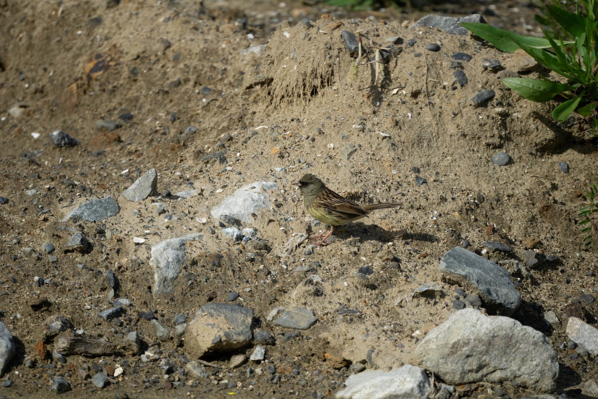 Black-faced Bunting - Minjun Kim