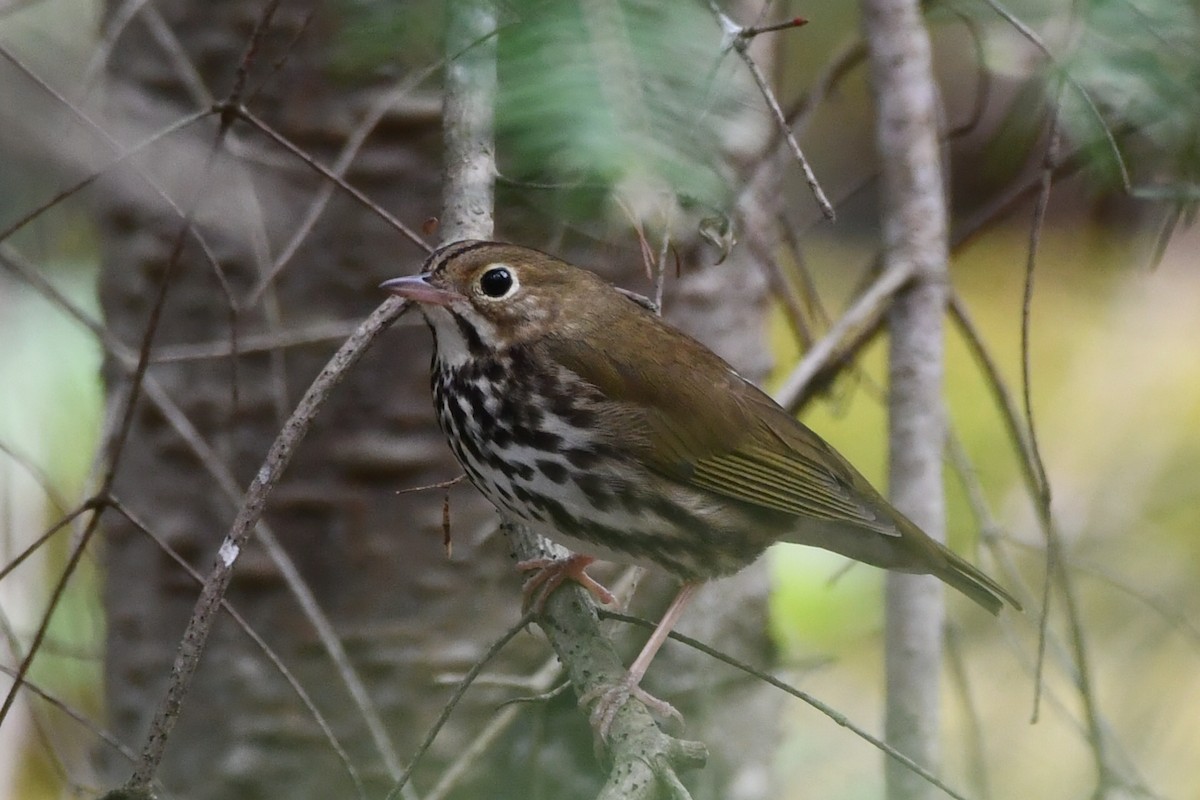 Ovenbird - Jean Aubé