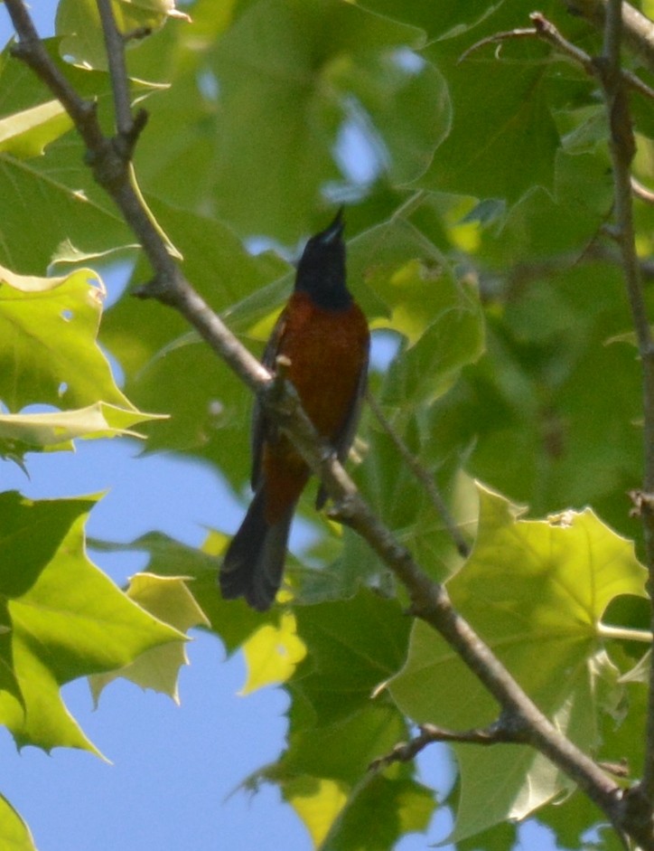 Orchard Oriole - Jay Wherley