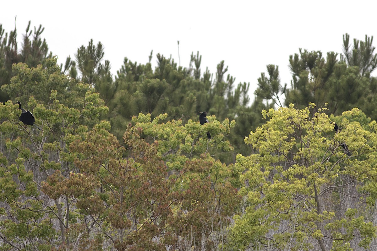 Anhinga - Martin Wall