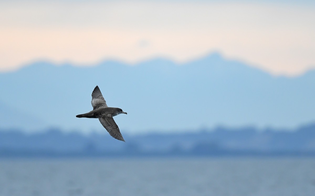 Pink-footed Shearwater - Christoph Moning