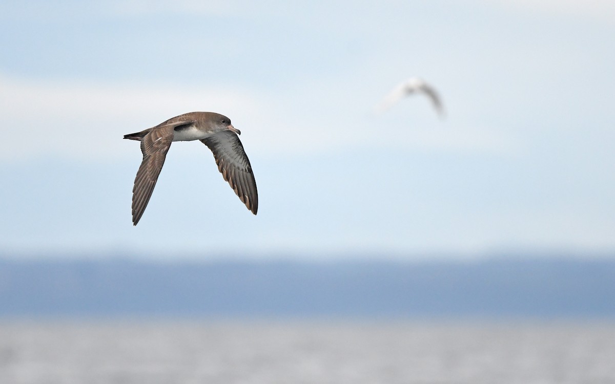 Pink-footed Shearwater - Christoph Moning