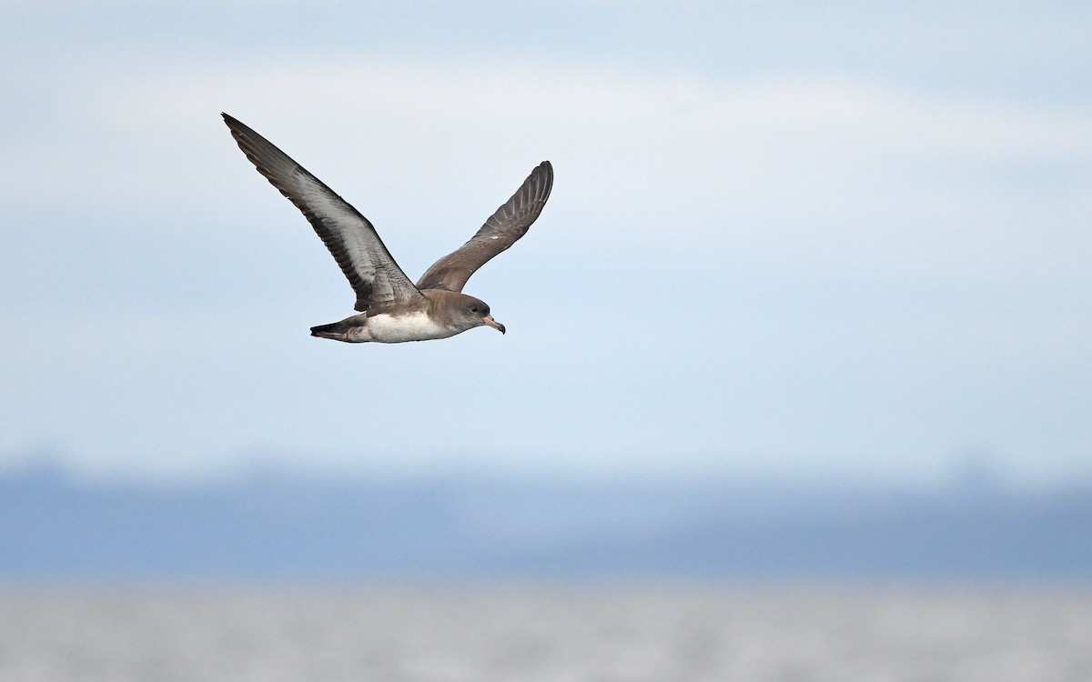 Pink-footed Shearwater - Christoph Moning