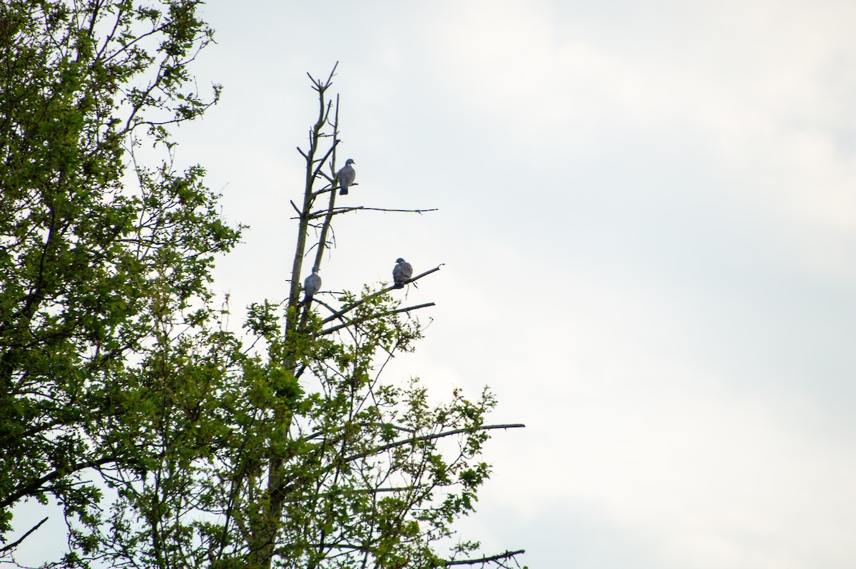 Common Wood-Pigeon - Seb Lem