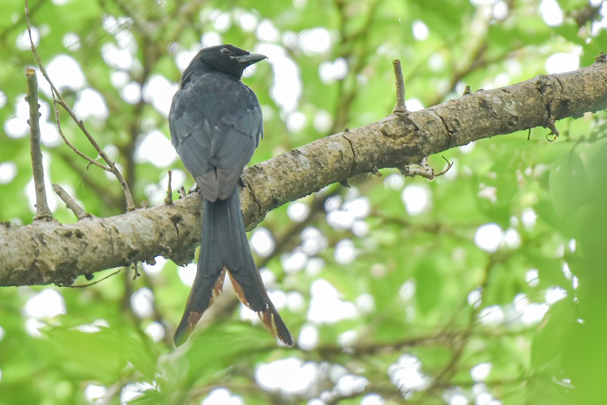 Black Drongo - Thitiphon Wongkalasin