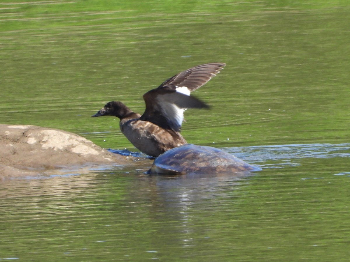 White-winged Scoter - Walter Calhoun