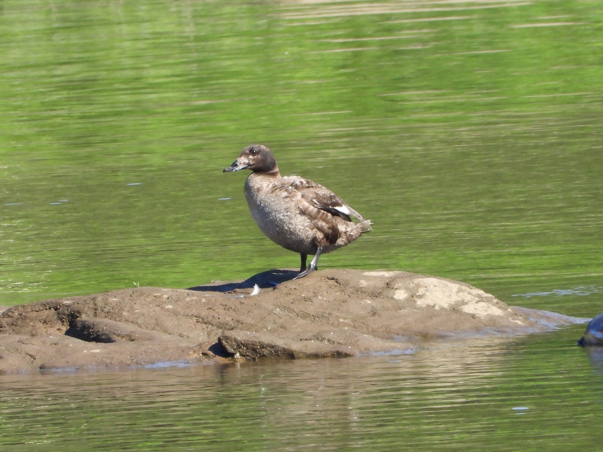 White-winged Scoter - ML619394476