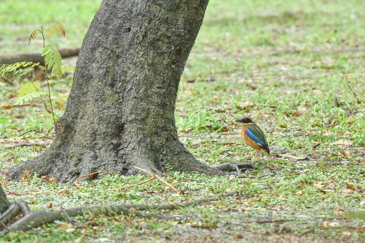 Blue-winged Pitta - ML619394491