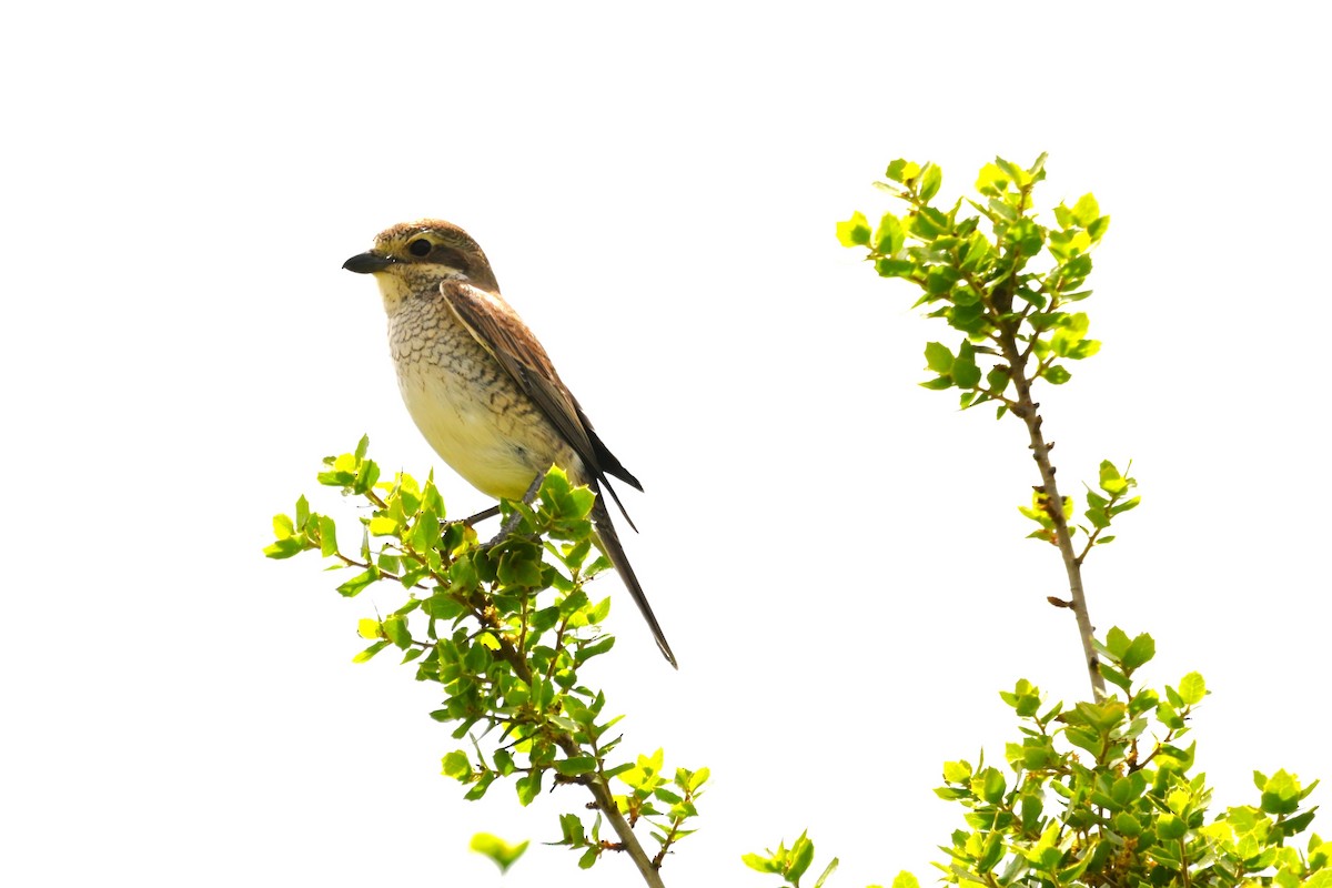 Red-backed Shrike - Xristos Chris