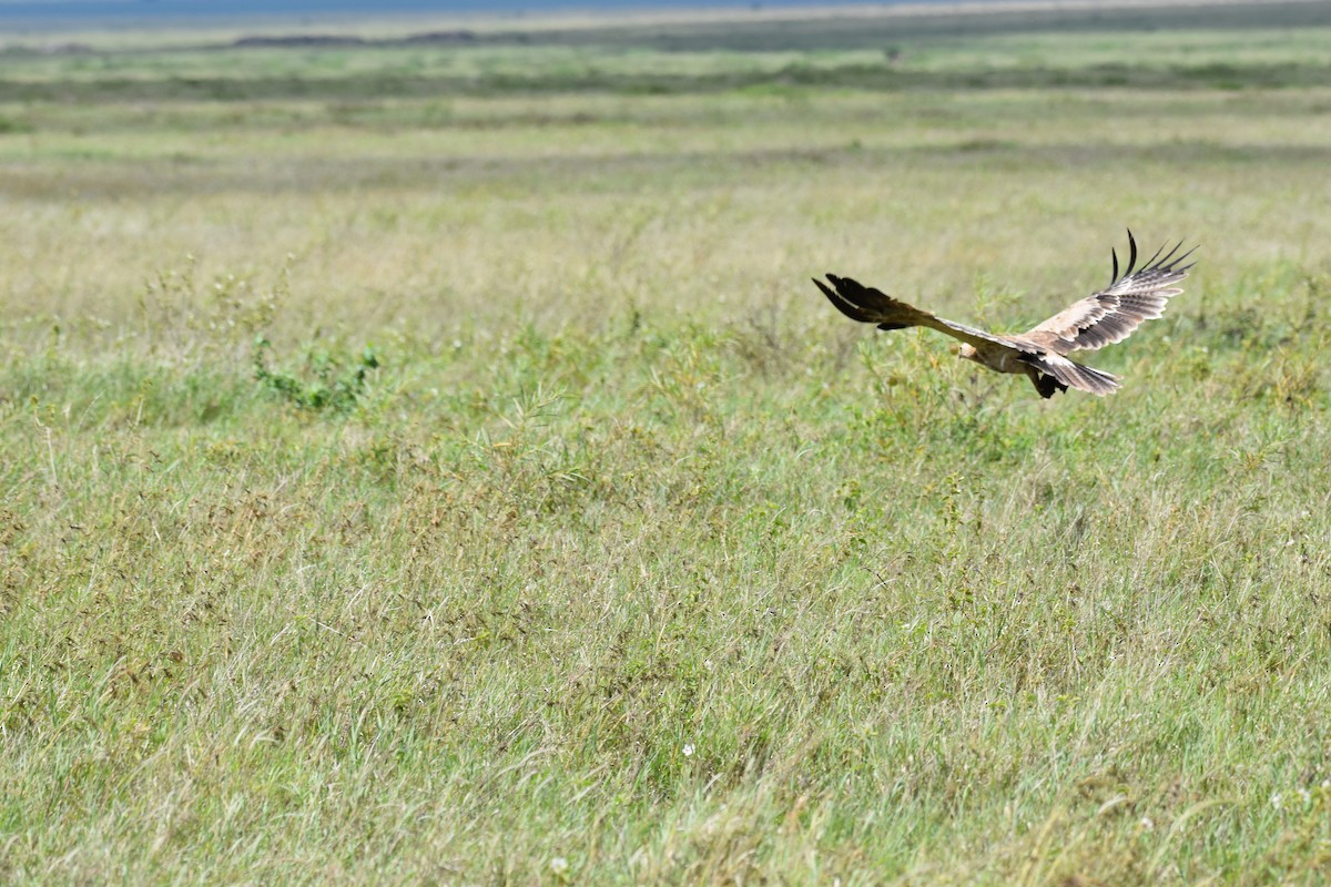 Tawny Eagle - Chris Kieu