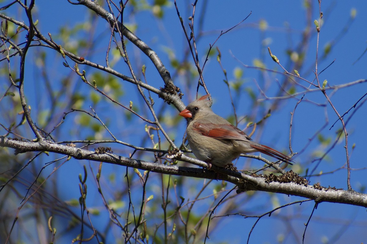 Northern Cardinal - Melina Watson