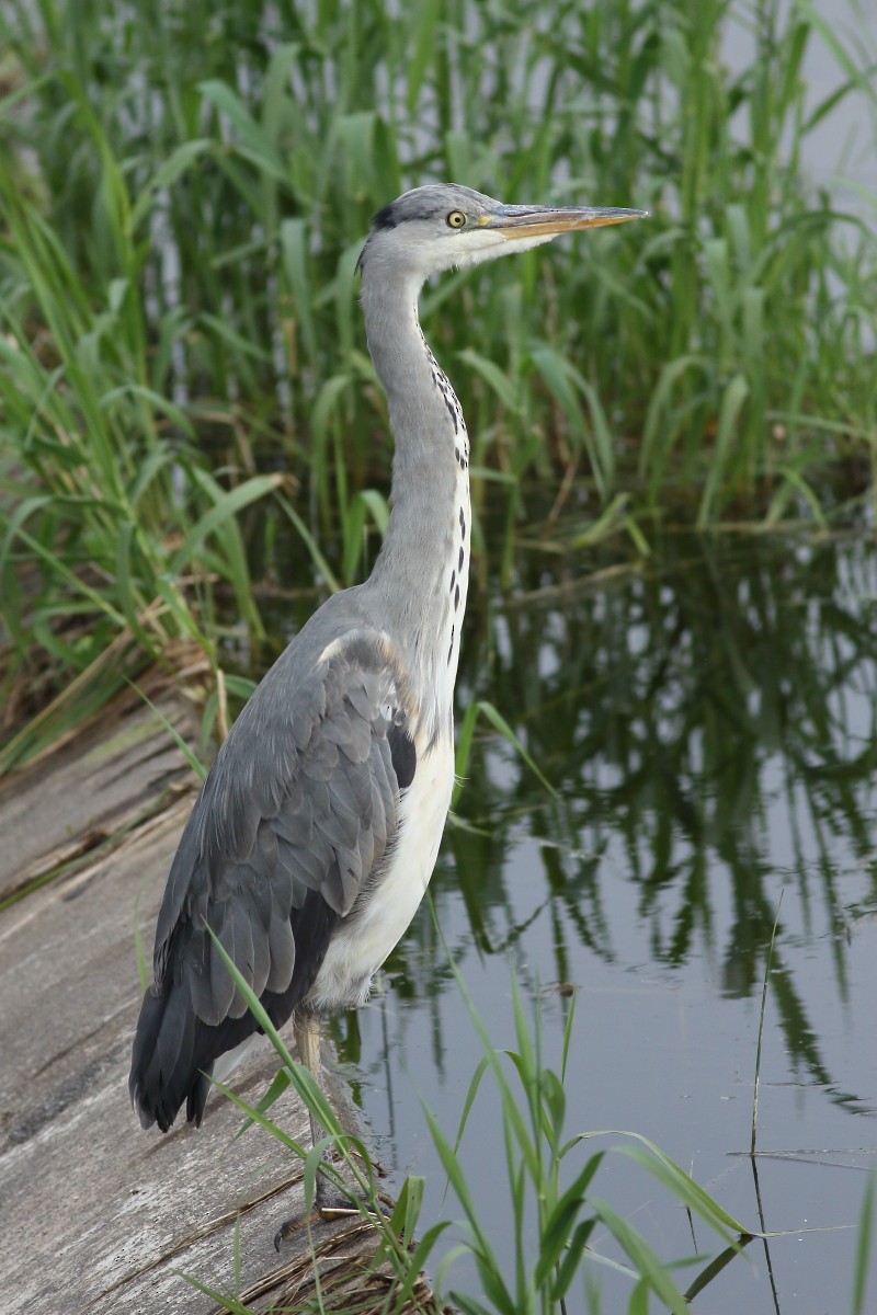 Gray Heron - Grzegorz Burkowski