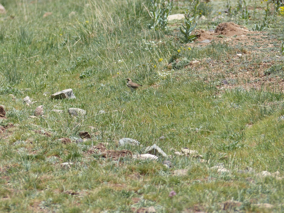 Horned Lark - Jorge López Álvarez