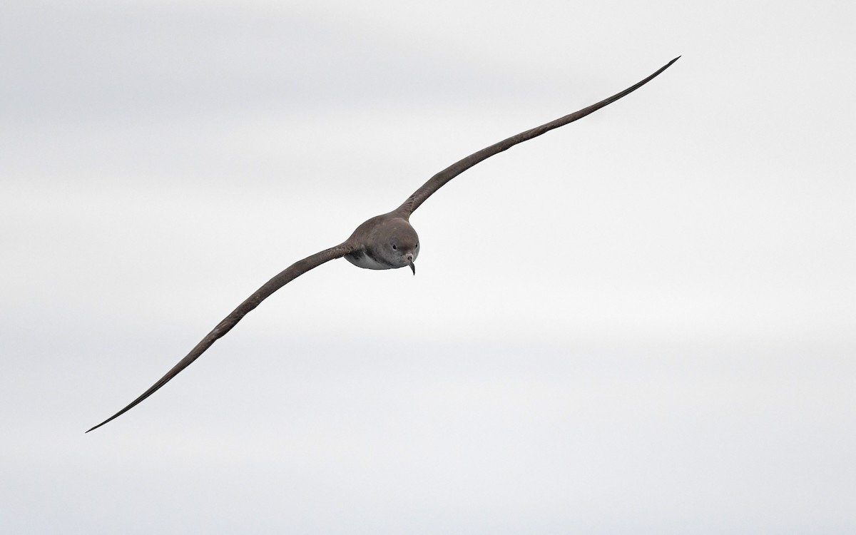 Pink-footed Shearwater - Christoph Moning