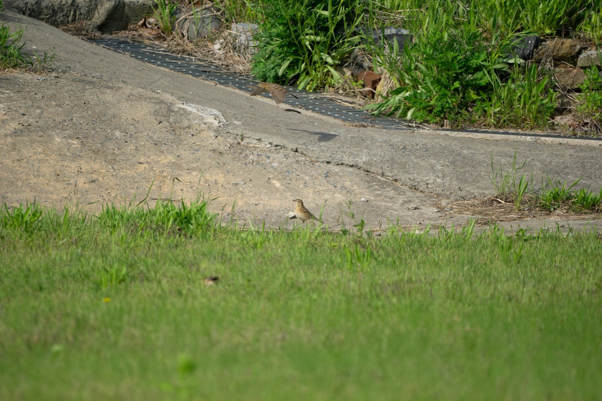 Richard's Pipit - Minjun Kim