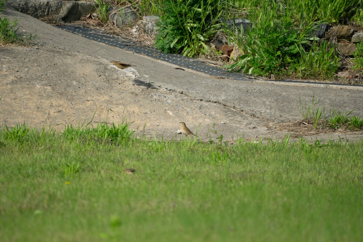 Richard's Pipit - Minjun Kim