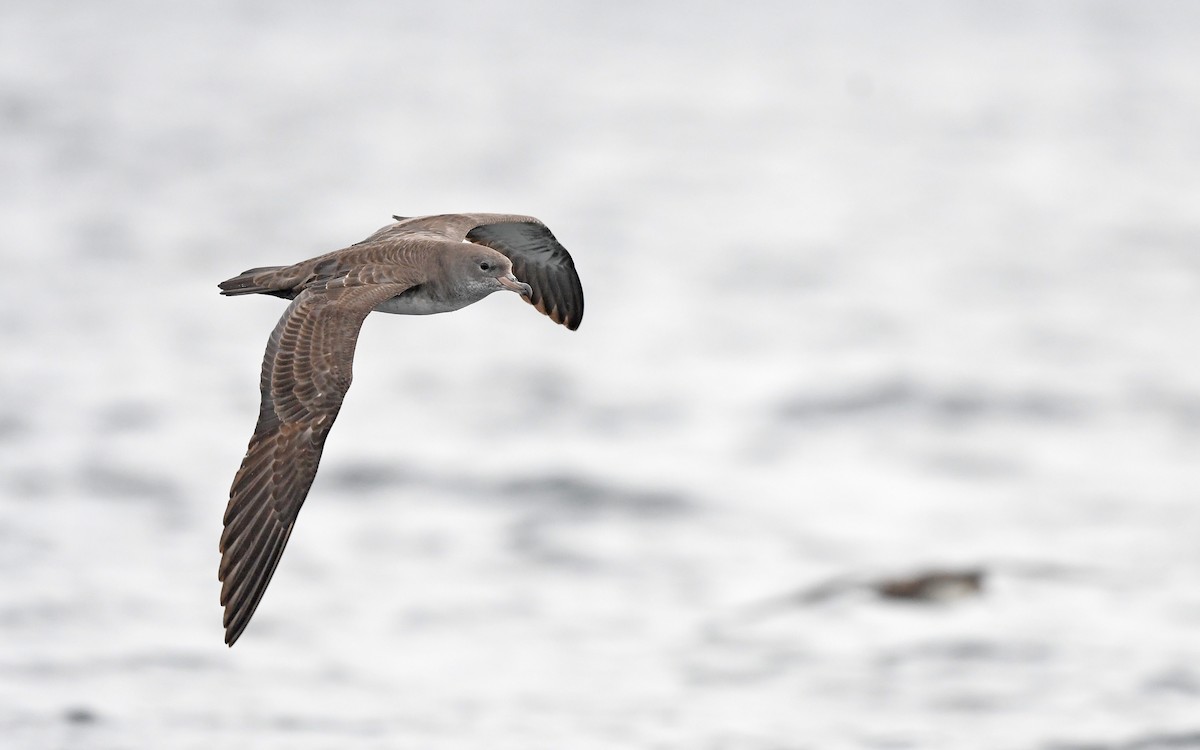 Pink-footed Shearwater - Christoph Moning