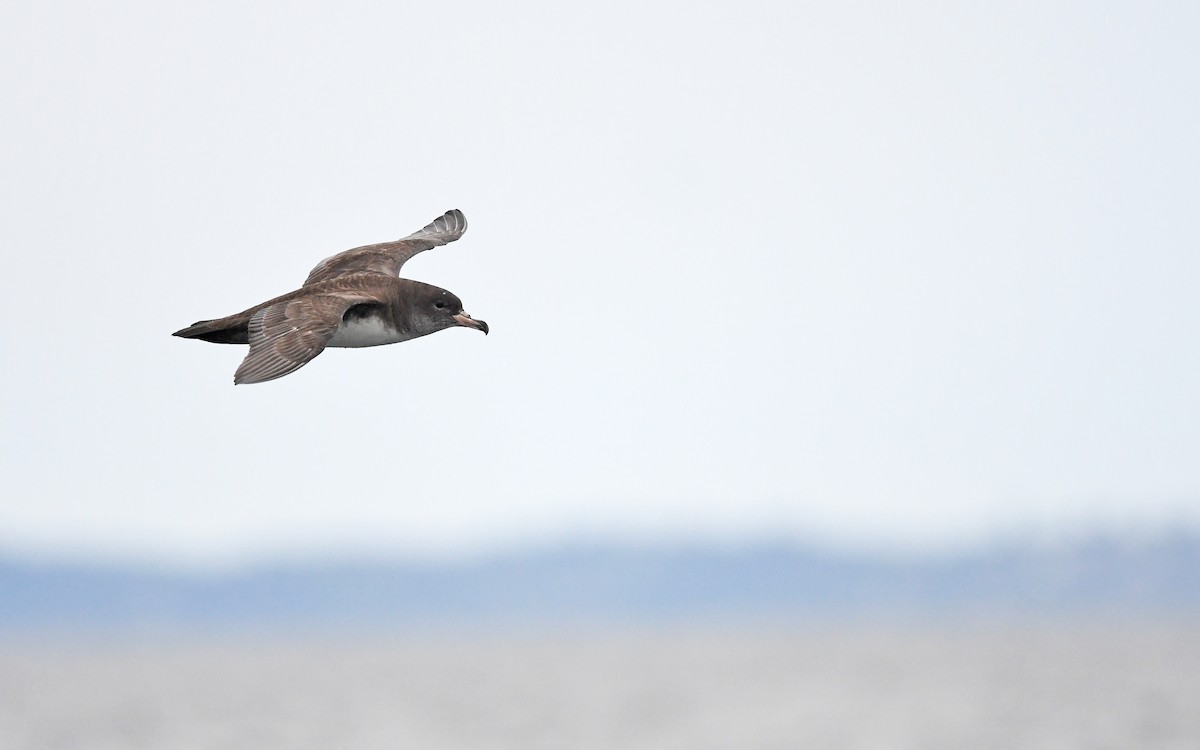 Pink-footed Shearwater - Christoph Moning