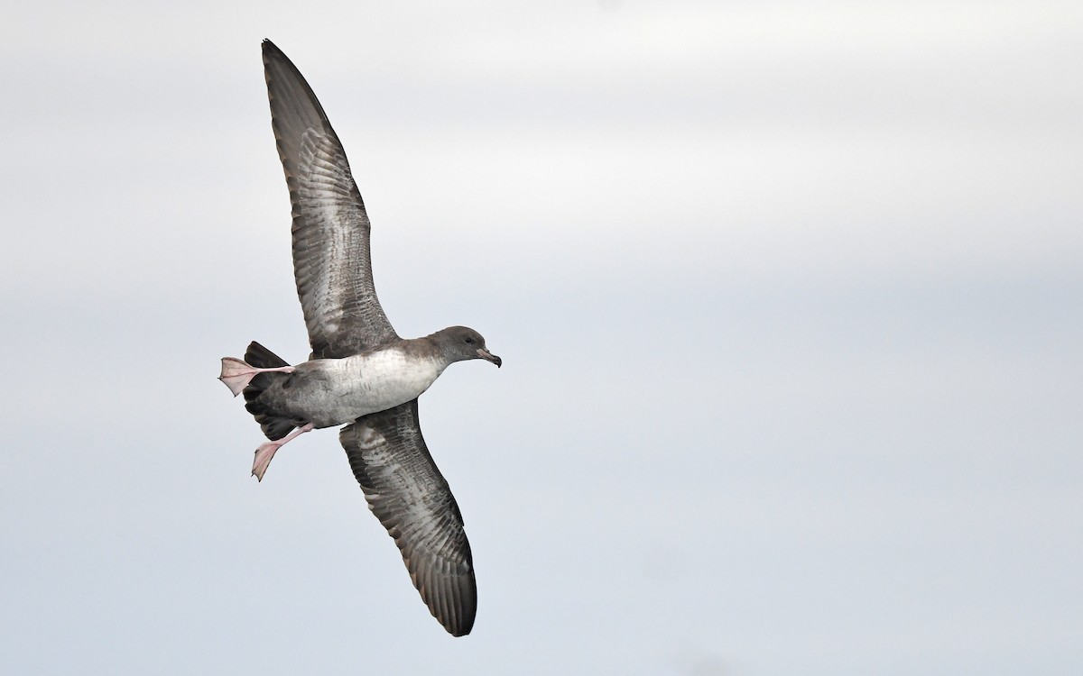 Pink-footed Shearwater - Christoph Moning