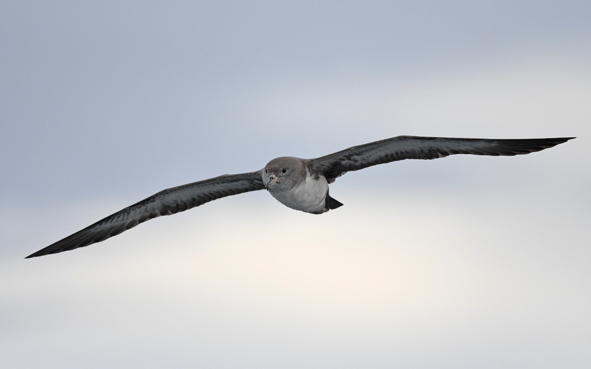 Pink-footed Shearwater - Christoph Moning