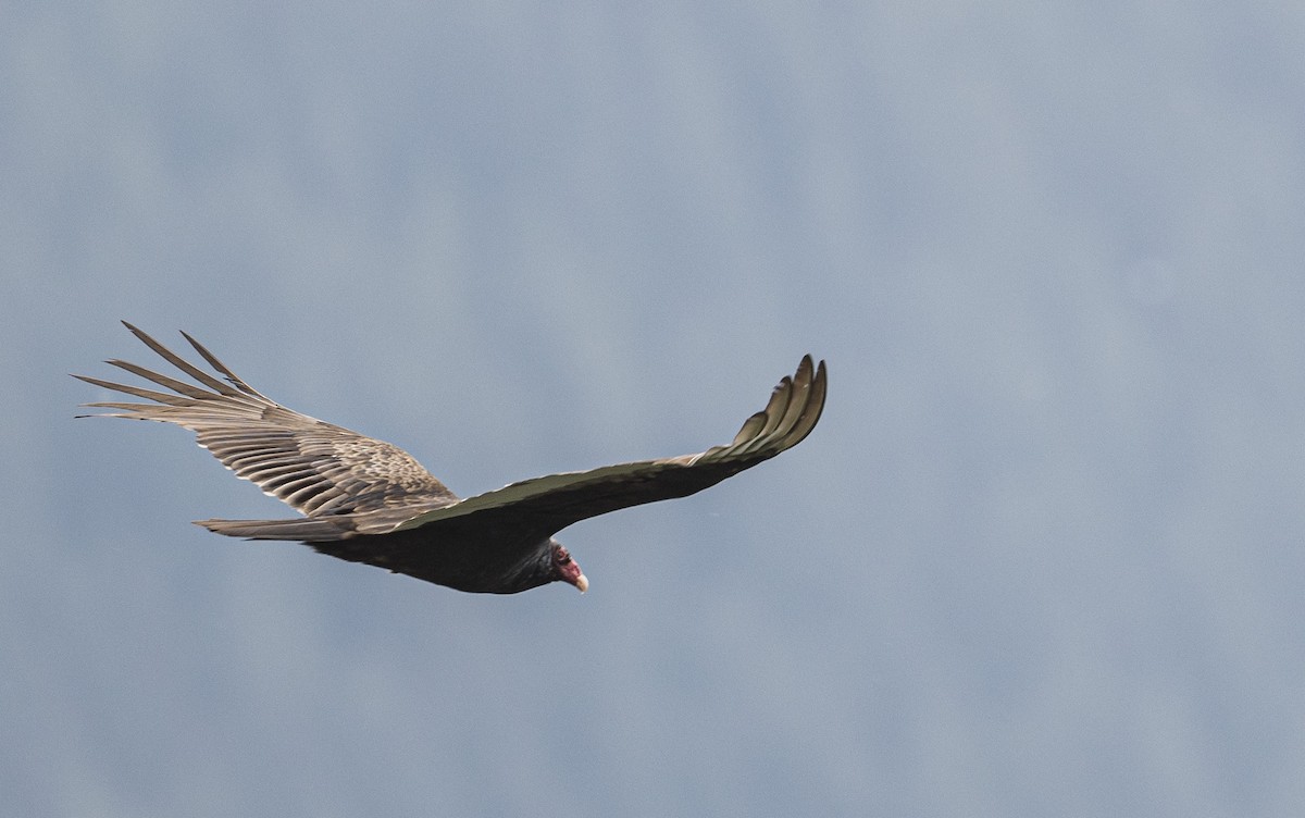 Turkey Vulture - Peter McNamee