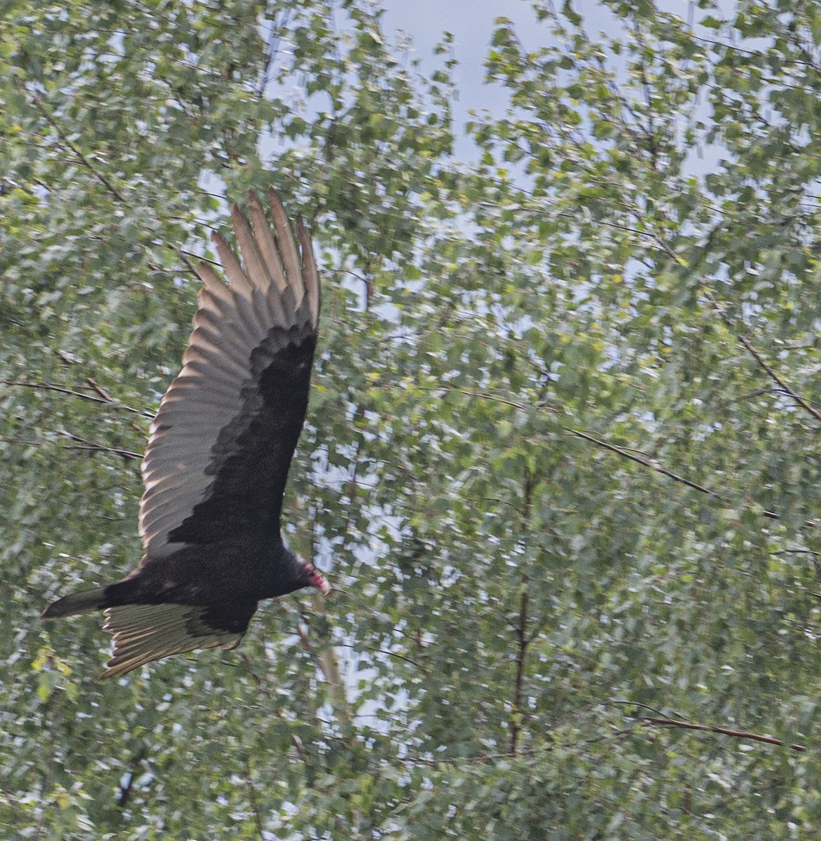 Turkey Vulture - Peter McNamee